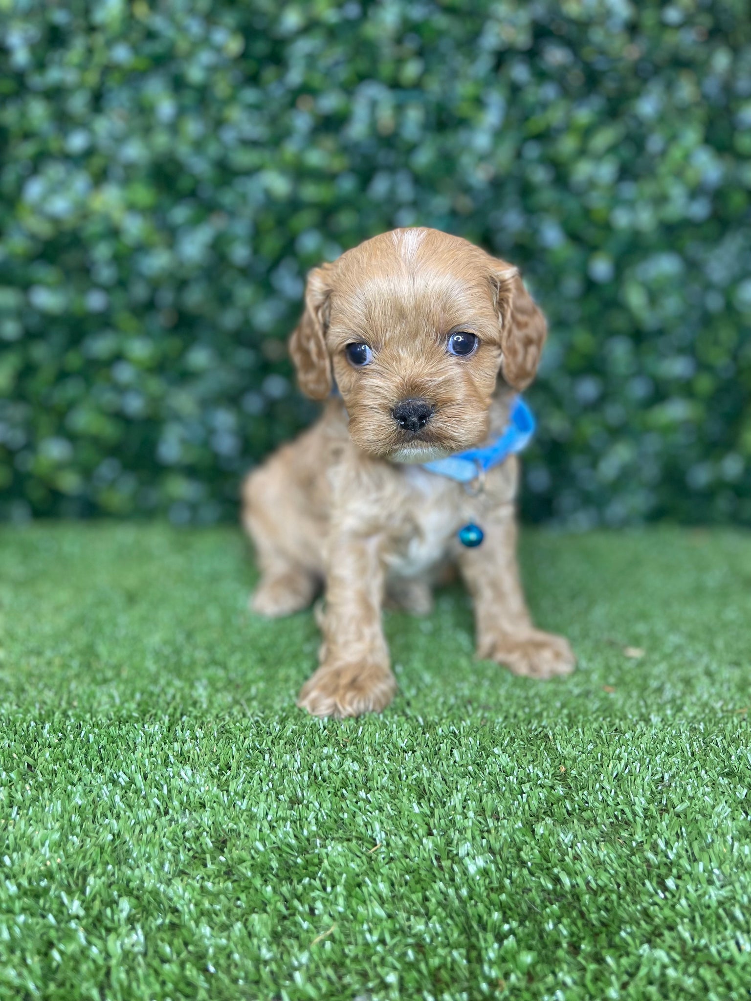 Trading post toy store cavoodle