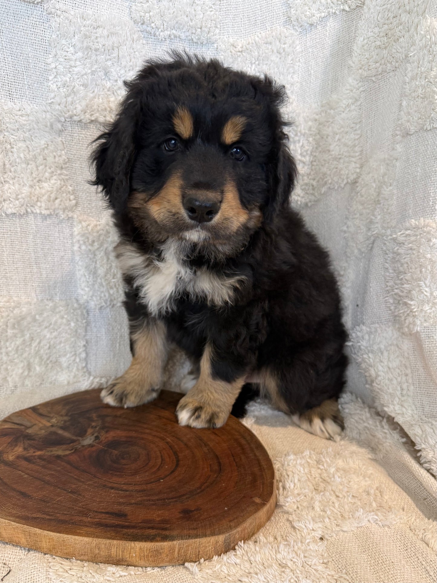 PERCY - Ultra Standard Bernedoodle (Bernese Mountain Dog x Standard Bernedoodle) (Copy)