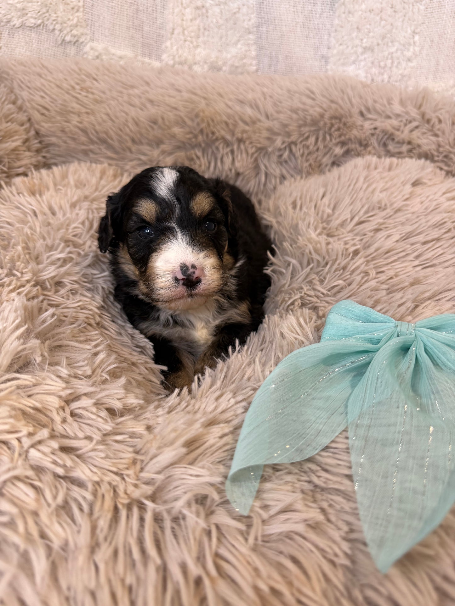 F1 Standard Bernedoodles (Bernese Mountain Dog x Standard Poodle)