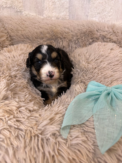 F1 Standard Bernedoodles (Bernese Mountain Dog x Standard Poodle)