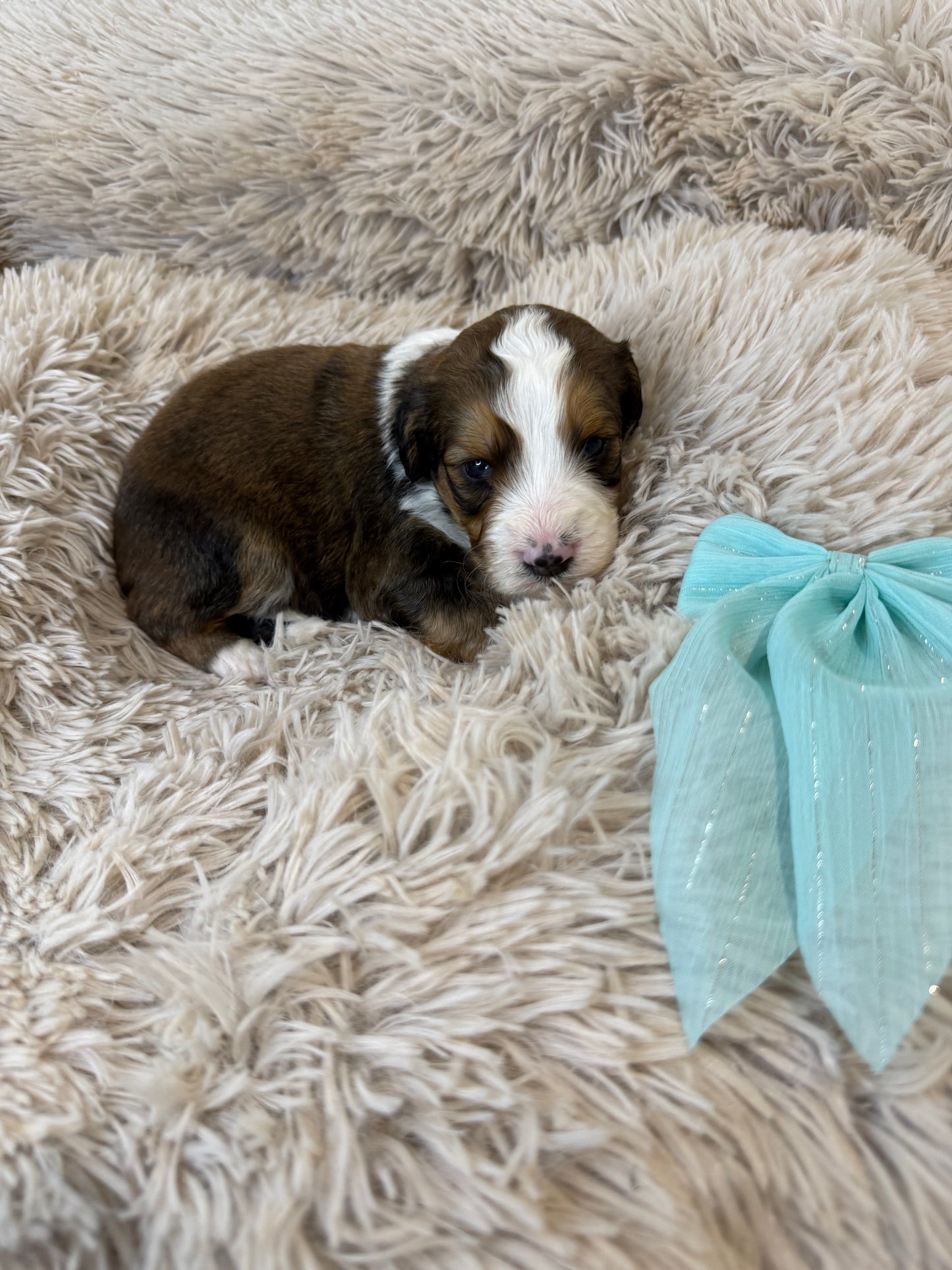 F1 Standard Bernedoodles (Bernese Mountain Dog x Standard Poodle)