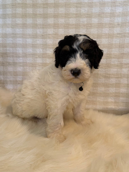 4 x F1b Medium Bernedoodles (Standard Bernedoodle x Mini Poodle)