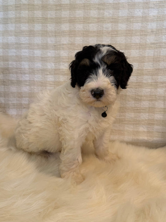 4 x F1b Medium Bernedoodles (Standard Bernedoodle x Mini Poodle)