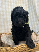 Load image into Gallery viewer, 3 x F1b Standard Bernedoodles (Standard Bernedoodle x Standard Poodle)
