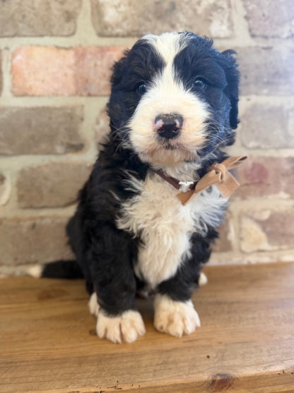 F1 Standard Bernedoodles (Bernese Mountain Dog x Standard Poodle)