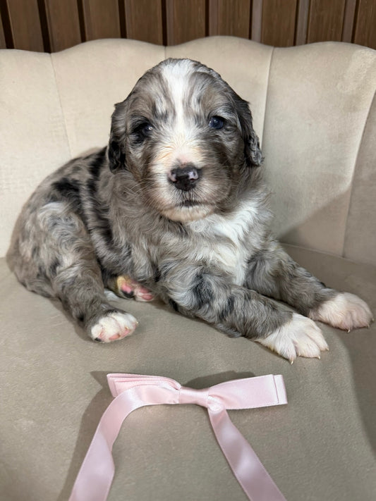 6 x F1 Standard Bernedoodles (Bernese Mountain Dog x Standard Poodle) READY EARLY DECEMBER