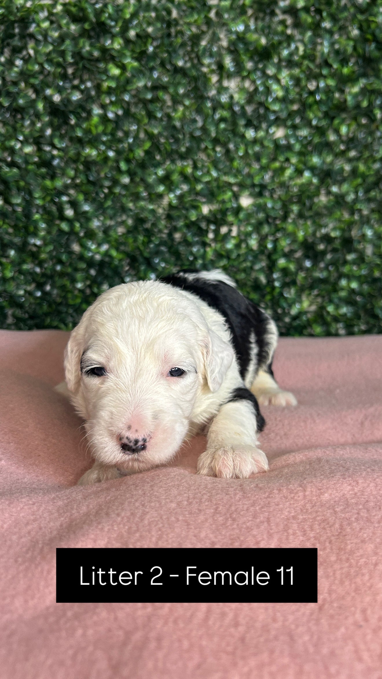 8 x F1 Standard Sheepadoodles (Old English Sheepdog x Standard Poodle)