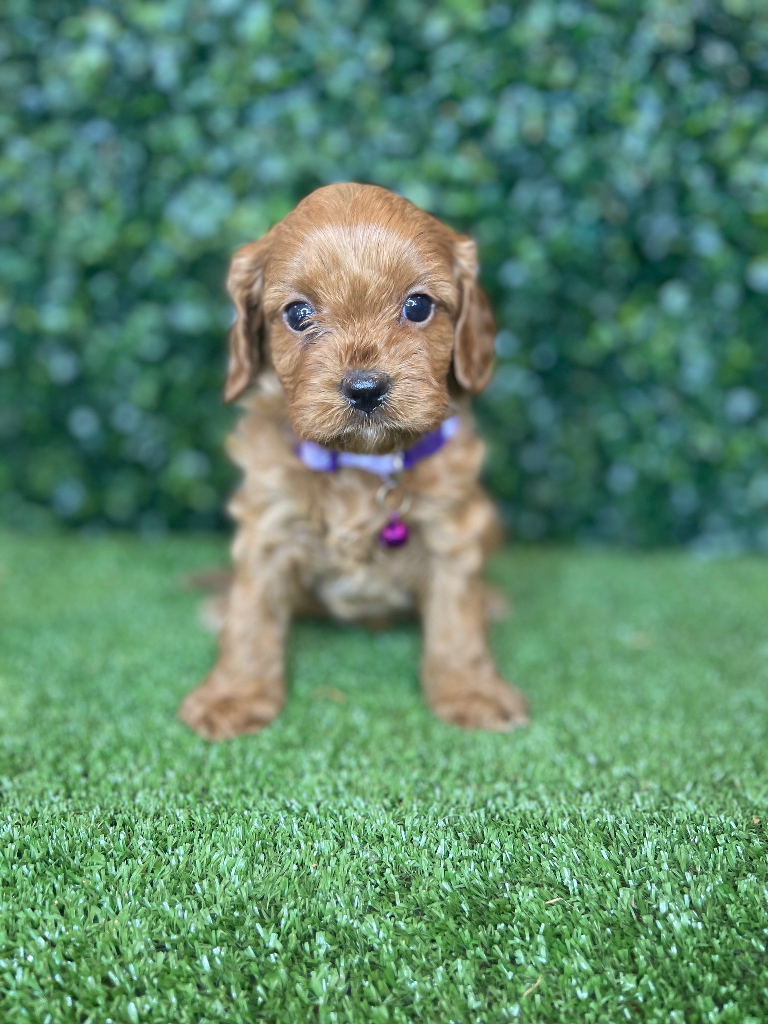 Trading post toy store cavoodle