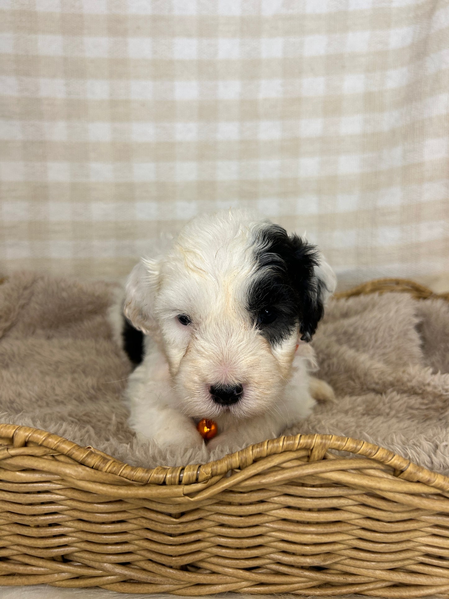 7 x F1 Mini Sheepadoodles (Old English Sheepdog x Mini Poodle)
