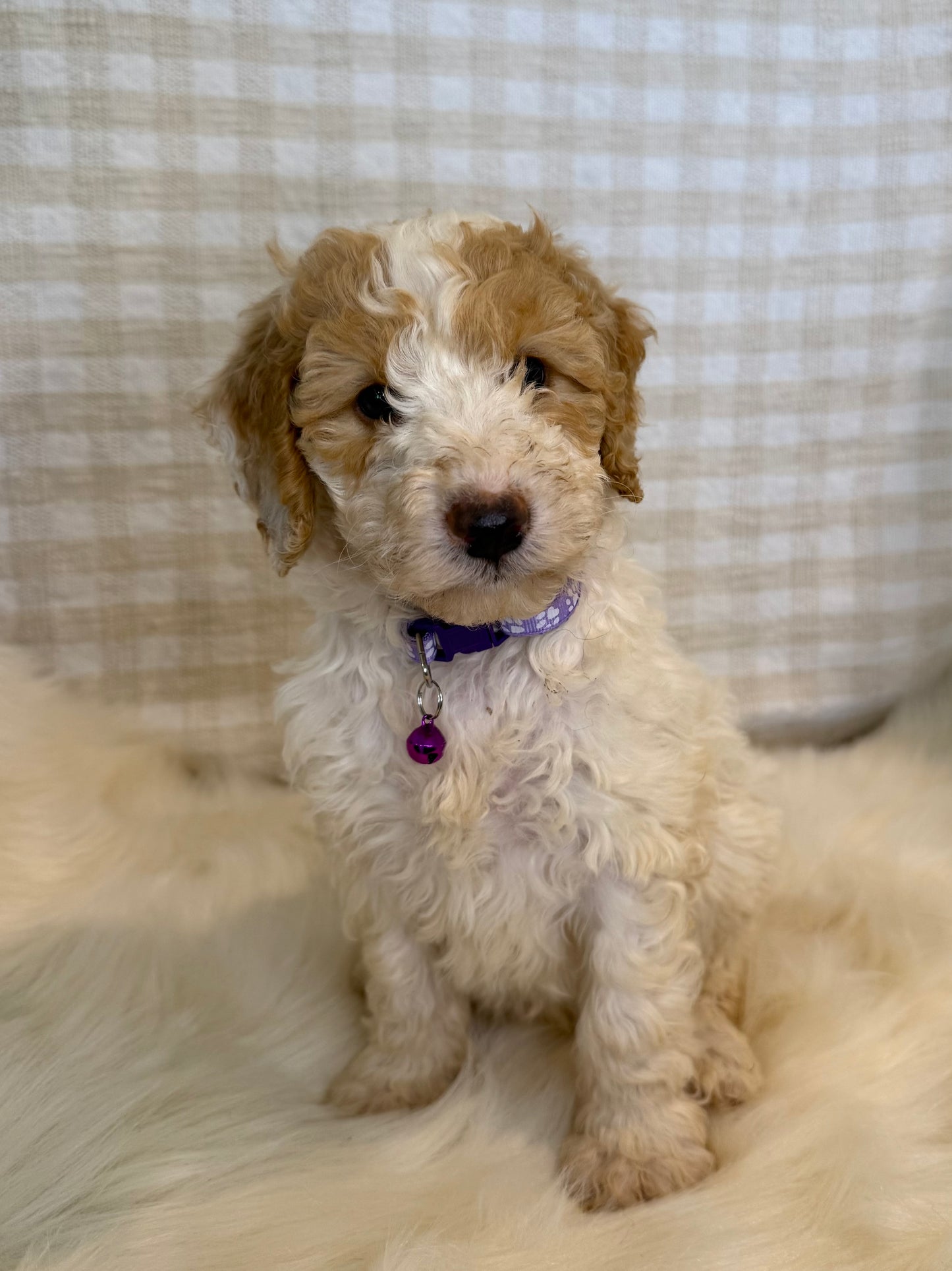 4 x F1b Medium Bernedoodles (Standard Bernedoodle x Mini Poodle)
