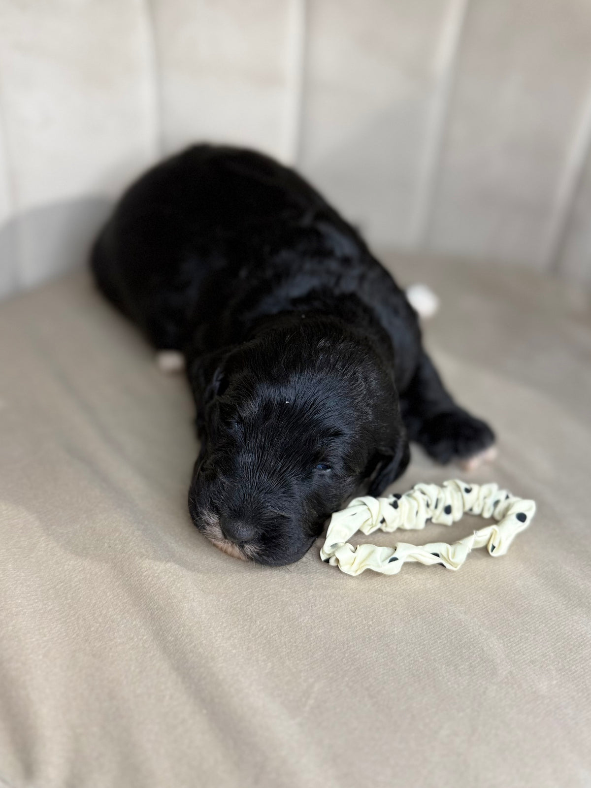 8 x F1 Standard Bernedoodles (Bernese Mountain Dog x Standard Poodle) READY EARLY DECEMBER