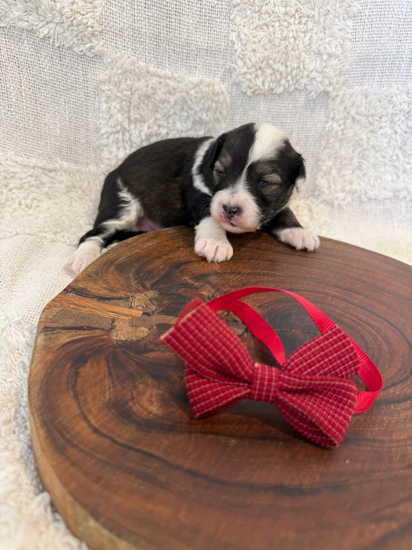 10 x Mini Aussiedoodles (Australian Shepherd x Mini Poodle)