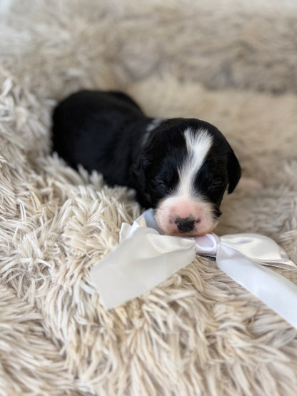 F1 Standard Bernedoodles (Bernese Mountain Dog x Standard Poodle)