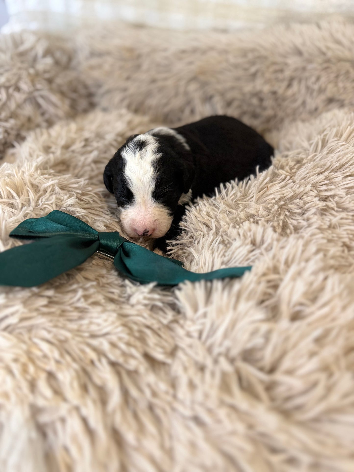 F1 Standard Bernedoodles (Bernese Mountain Dog x Standard Poodle)