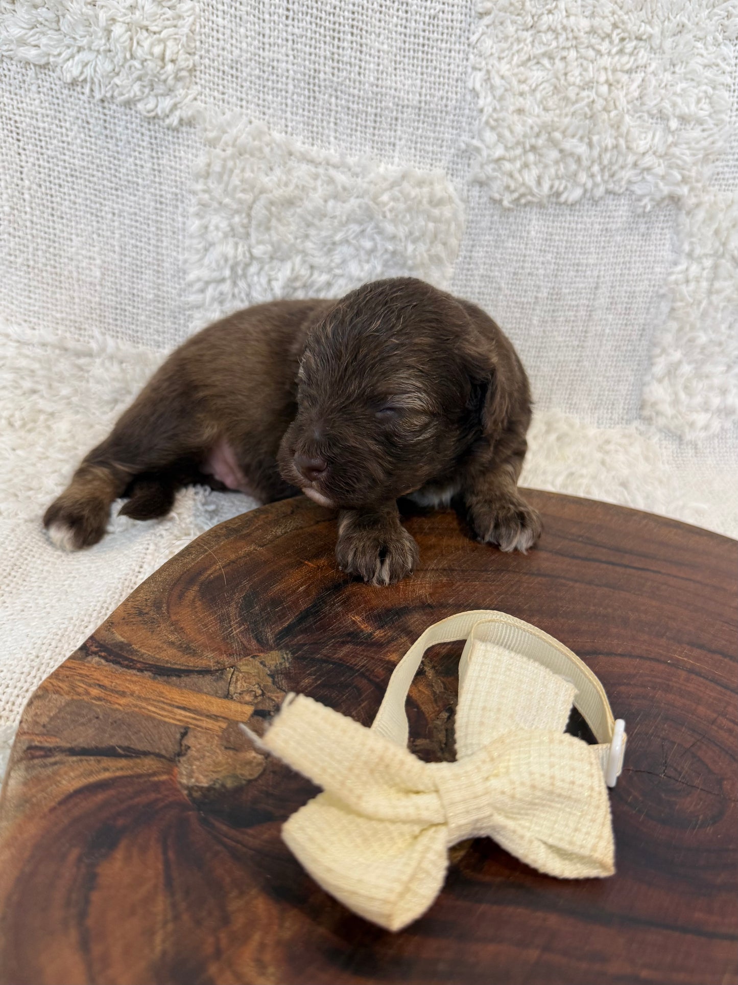 10 x Mini Aussiedoodles (Australian Shepherd x Mini Poodle)