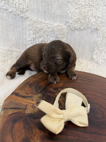 10 x Mini Aussiedoodles (Australian Shepherd x Mini Poodle)