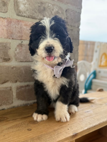 POSIE - F1 Standard Bernedoodles (Bernese Mountain Dog x Standard Poodle)
