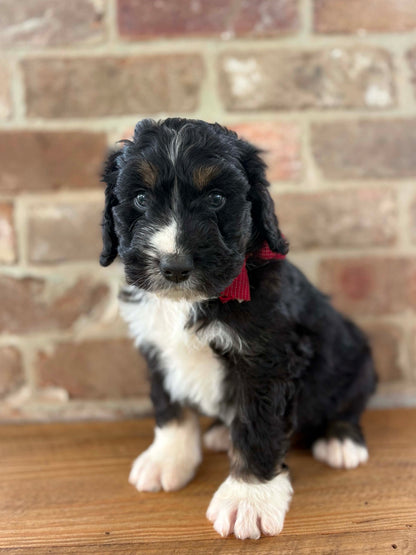 F1 Standard Bernedoodles (Bernese Mountain Dog x Standard Poodle)