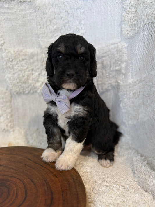 2 x F1b Medium Bernedoodles (Standard Bernedoodle x Mini Poodle)