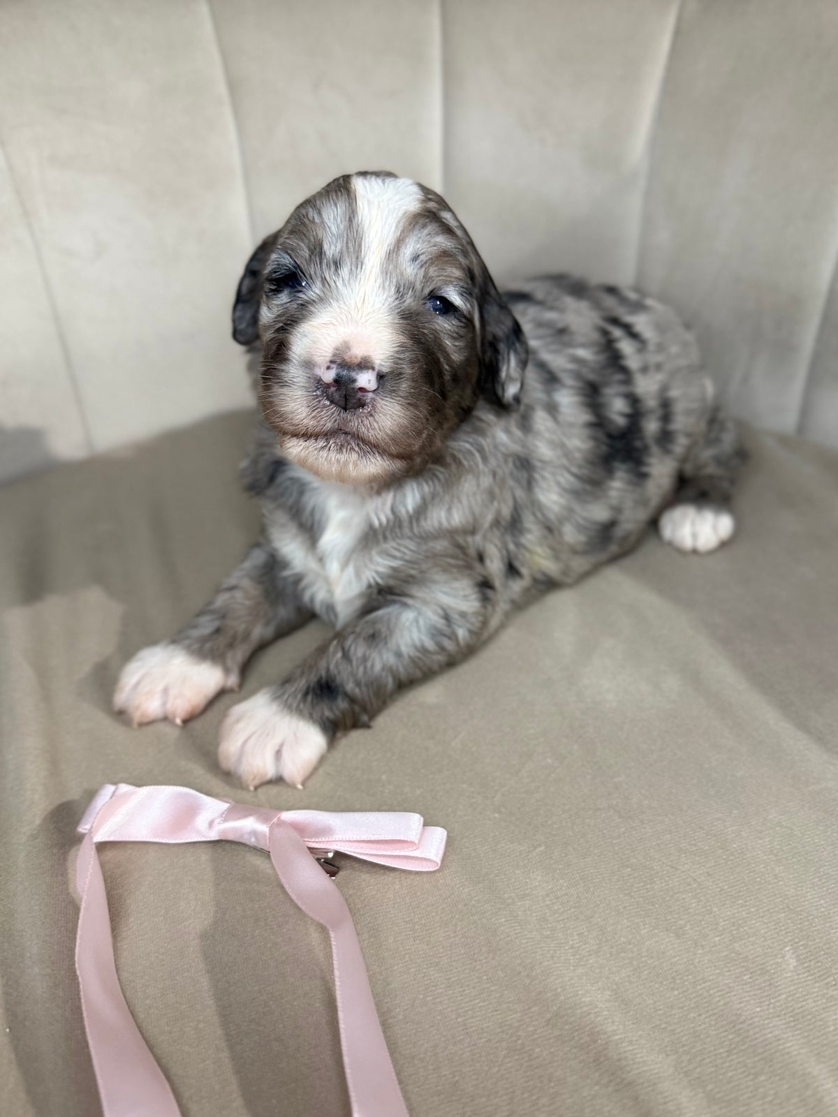 8 x F1 Standard Bernedoodles (Bernese Mountain Dog x Standard Poodle) READY EARLY DECEMBER