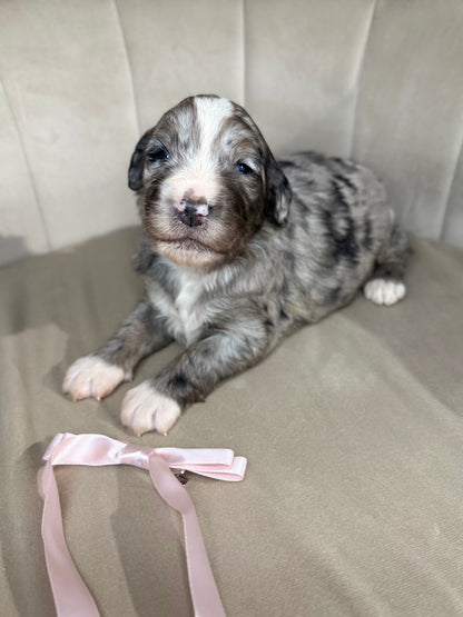 8 x F1 Standard Bernedoodles (Bernese Mountain Dog x Standard Poodle) READY EARLY DECEMBER