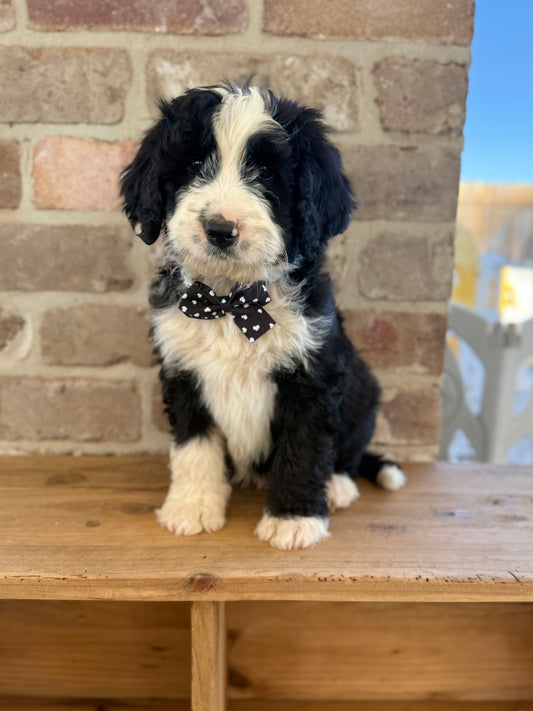 F1 Standard Bernedoodles (Bernese Mountain Dog x Standard Poodle)