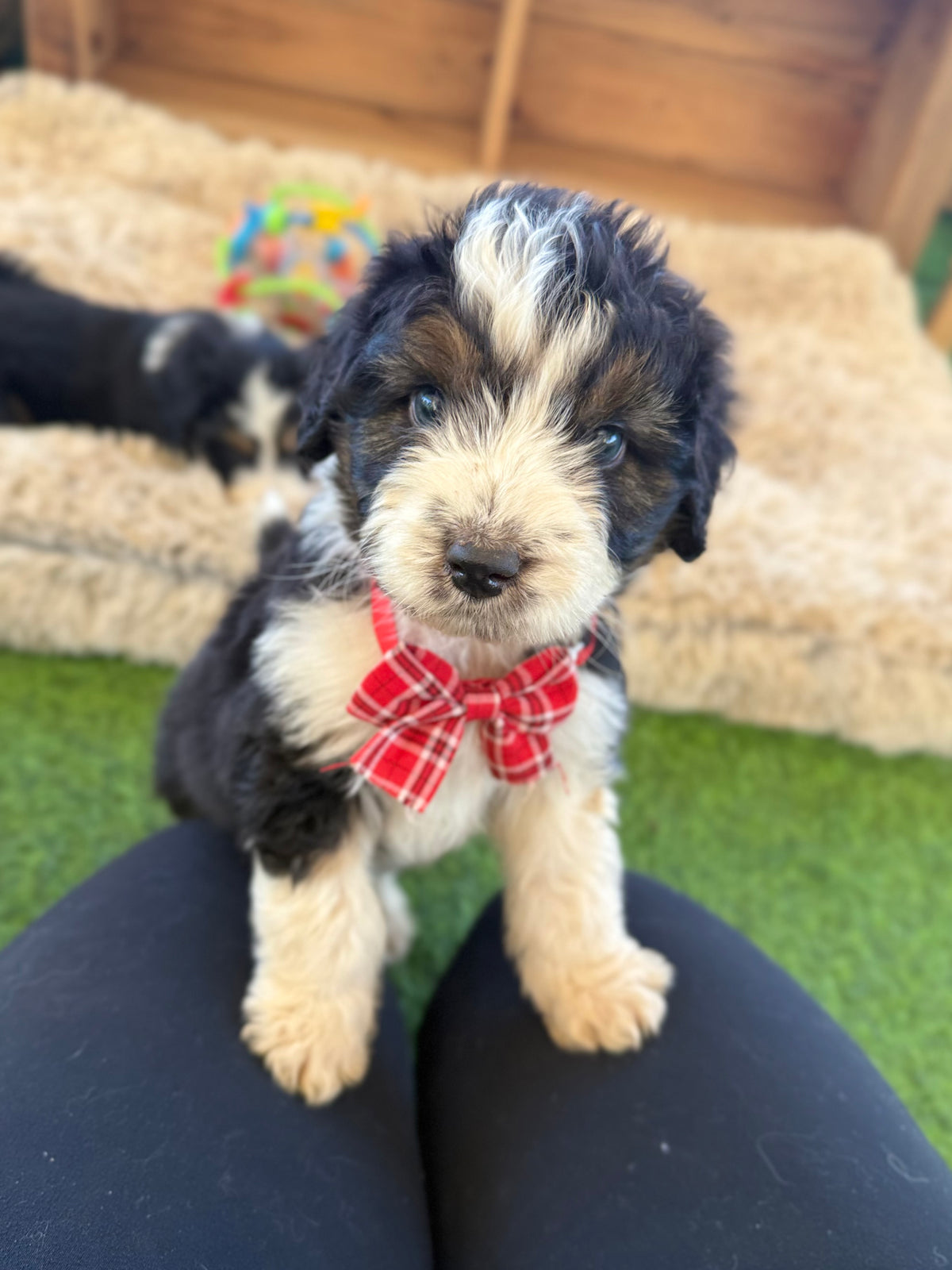 PERCY - F1 Standard Aussiedoodle (Australian Shepherd x Mini Poodle)