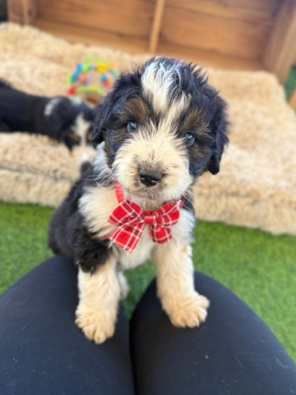 PERCY - F1 Standard Aussiedoodle (Australian Shepherd x Mini Poodle)