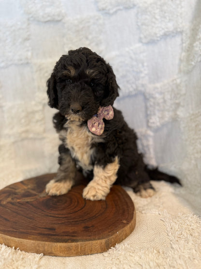 2 x F1b Medium Bernedoodles (Standard Bernedoodle x Mini Poodle)