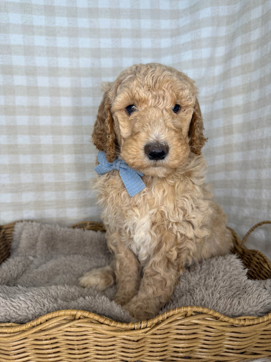 3 x Standard Poodles (DNA Clear, Parti & Phantom carriers)