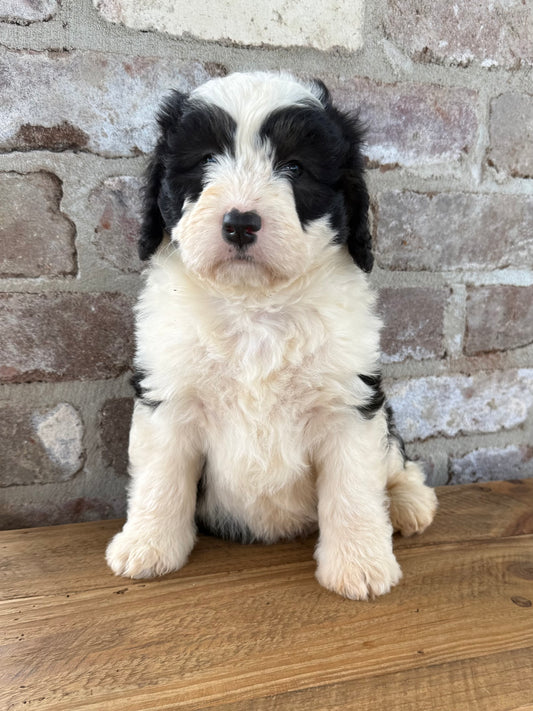MILO - F1 Mini Bernedoodle Male (Bernese Mountain Dog x Mini Poodle)