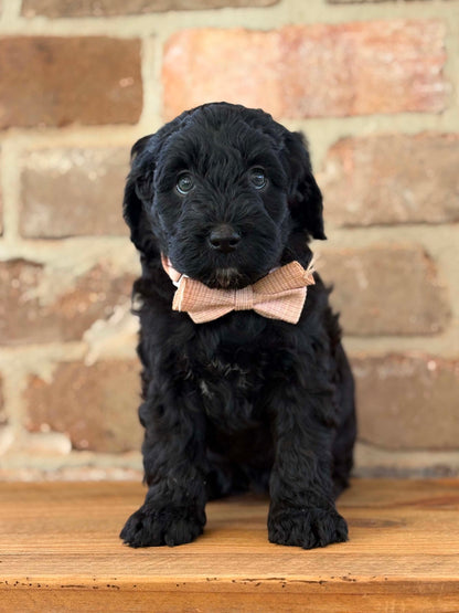 F1b Medium Bernedoodles (Standard Bernedoodle x Mini Poodle)