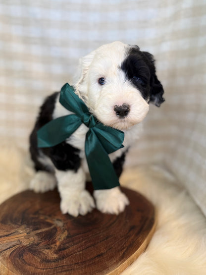 F1 Standard Sheepadoodles (Old English Sheepdog x Standard Poodle)