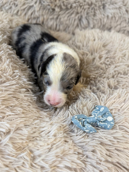 F1 Standard Sheepadoodles (Old English Sheepdog x Standard Poodle) READY EARLY DECEMBER