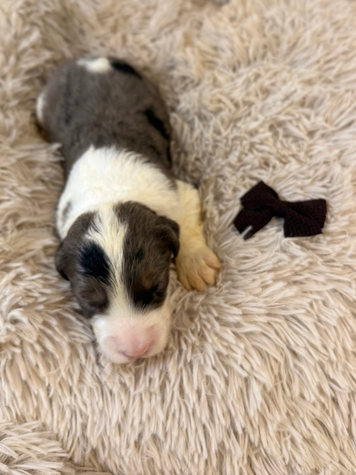 F1 Standard Sheepadoodles (Old English Sheepdog x Standard Poodle) READY EARLY DECEMBER