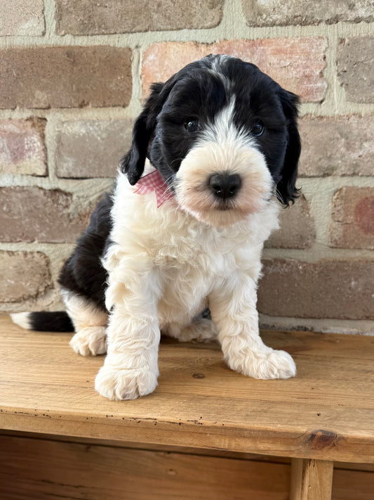 F1 Mini Sheepadoodles (Old English Sheepdog x Mini Poodle)