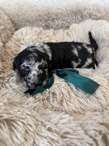 F1b Medium Bernedoodles (Standard Bernedoodle x Mini Poodle)