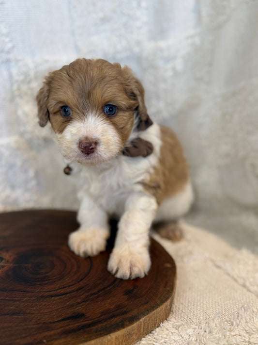 5 x Mini Aussiedoodles (Australian Shepherd x Mini Poodle)