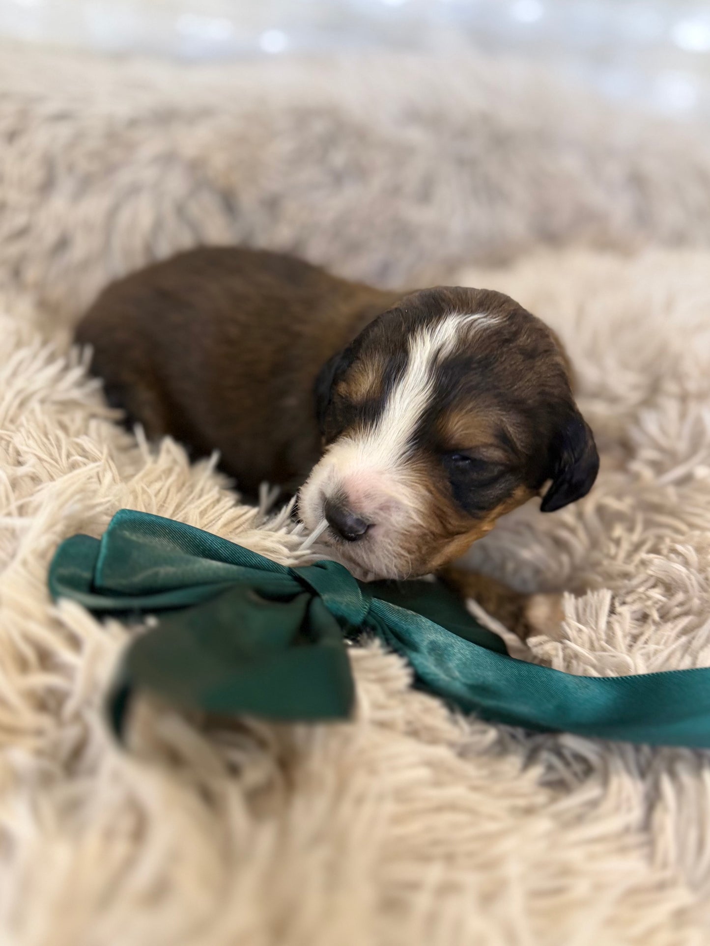 F1 Standard Bernedoodles (Bernese Mountain Dog x Standard Poodle)