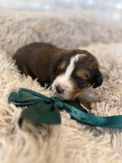 F1 Standard Bernedoodles (Bernese Mountain Dog x Standard Poodle)