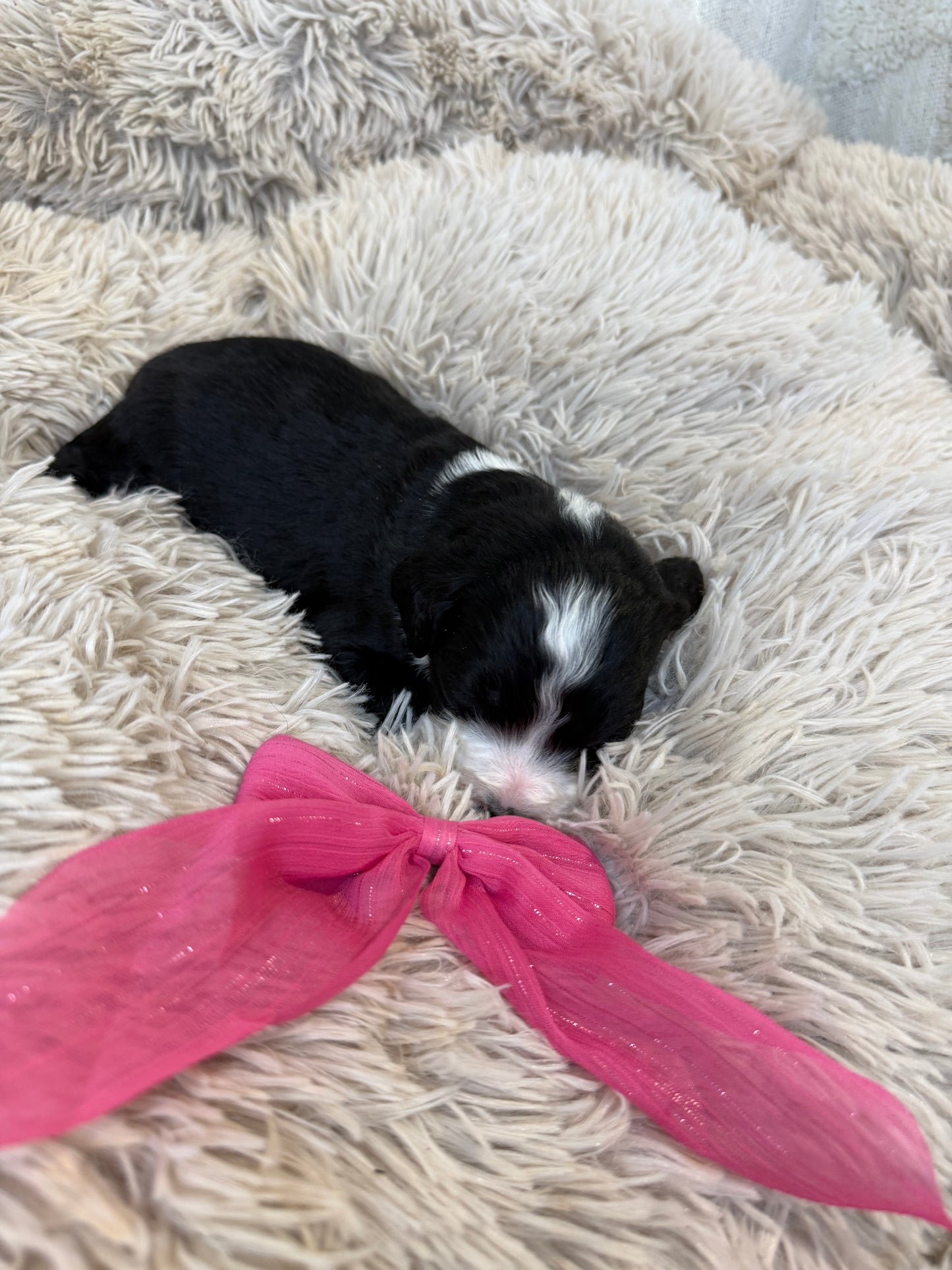 F1 Standard Bernedoodles (Bernese Mountain Dog x Standard Poodle)