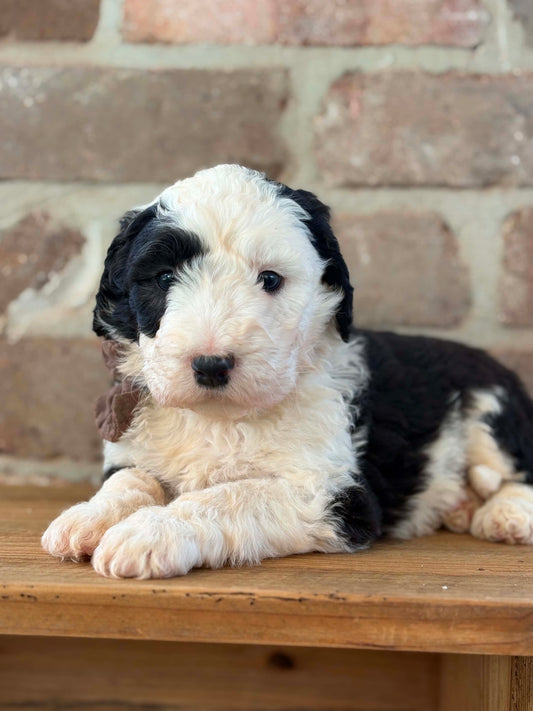 F1 Standard Sheepadoodles (Old English Sheepdog x Standard Poodle)