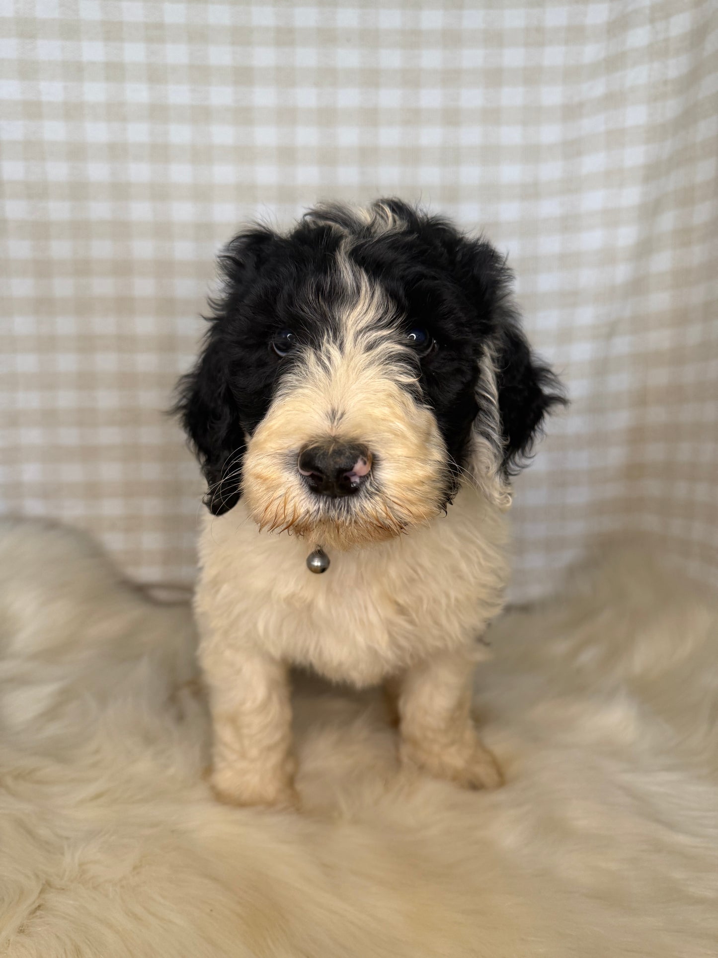 3 x F1 Standard Sheepadoodles (Old English Sheepdog x Standard Poodle)