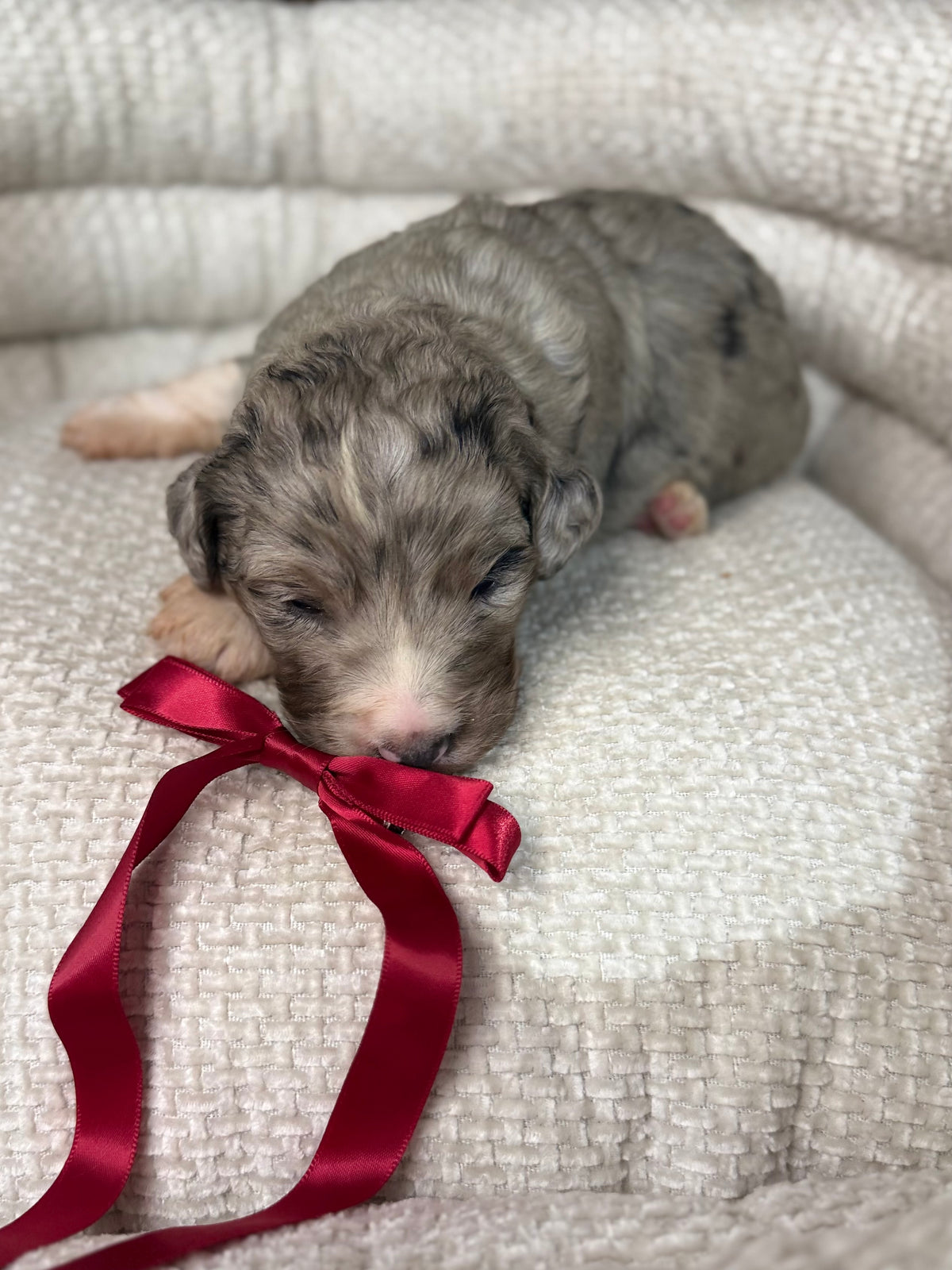 8 x F1 Standard Bernedoodles (Bernese Mountain Dog x Standard Poodle) READY EARLY DECEMBER