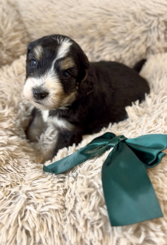 F1 Standard Bernedoodles (Bernese Mountain Dog x Standard Poodle)