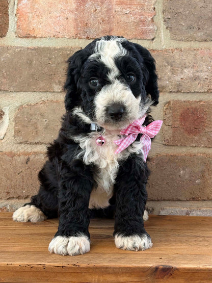 F1b Medium Bernedoodles (Standard Bernedoodle x Mini Poodle)