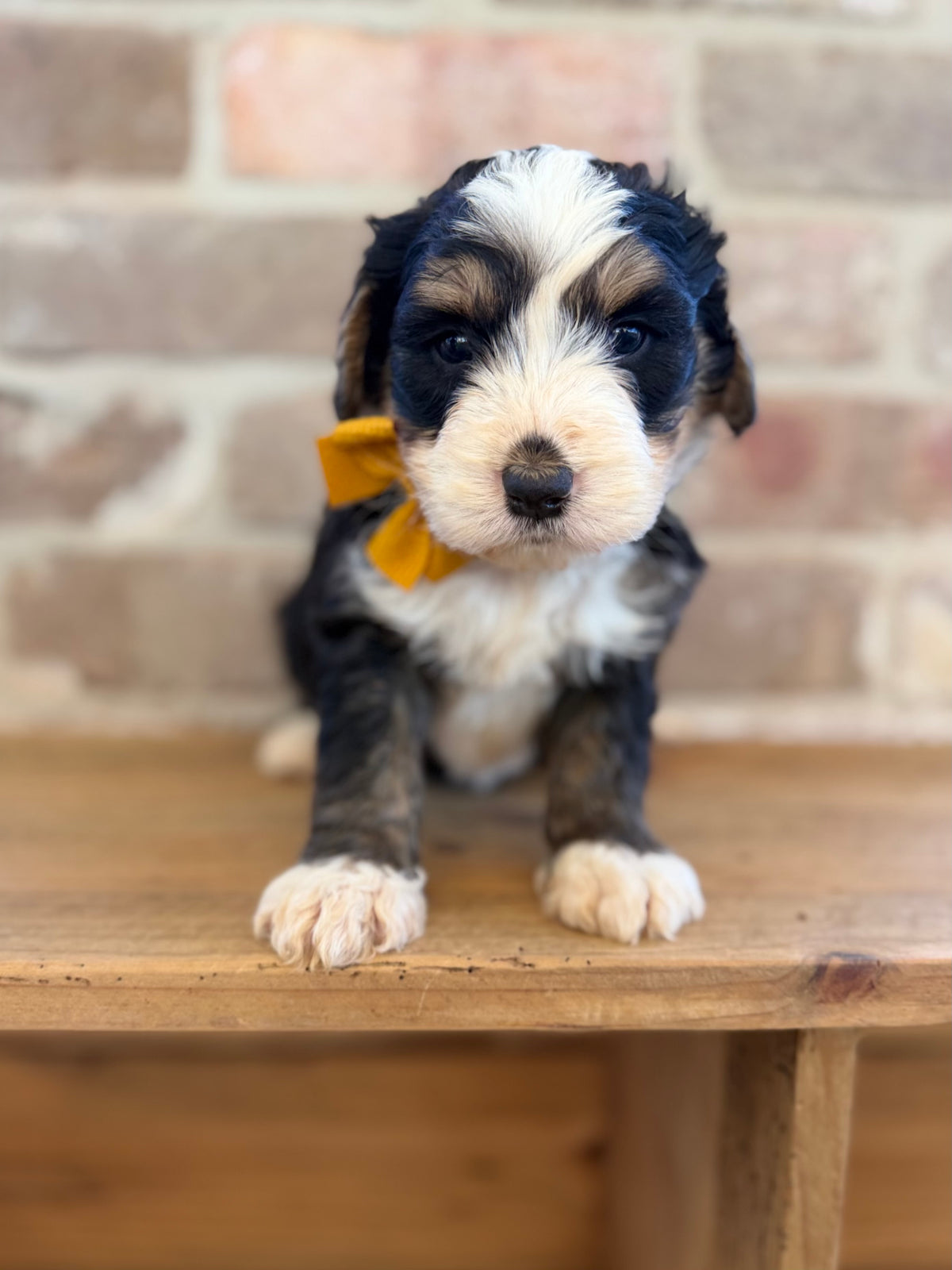F1 Standard Bernedoodles (Bernese Mountain Dog x Standard Poodle)