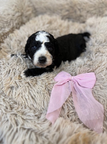 F1b Medium Bernedoodles (Standard Bernedoodle x Mini Poodle)
