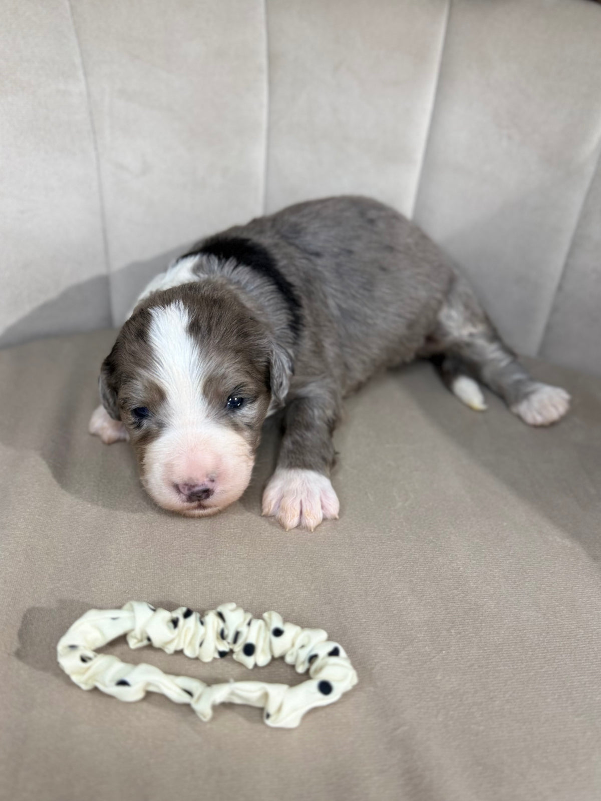 8 x F1 Standard Bernedoodles (Bernese Mountain Dog x Standard Poodle) READY EARLY DECEMBER