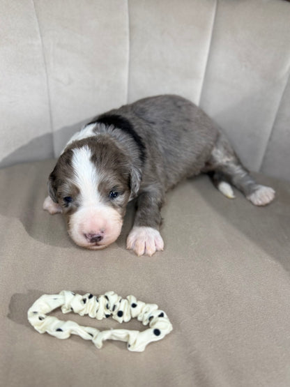 8 x F1 Standard Bernedoodles (Bernese Mountain Dog x Standard Poodle) READY EARLY DECEMBER